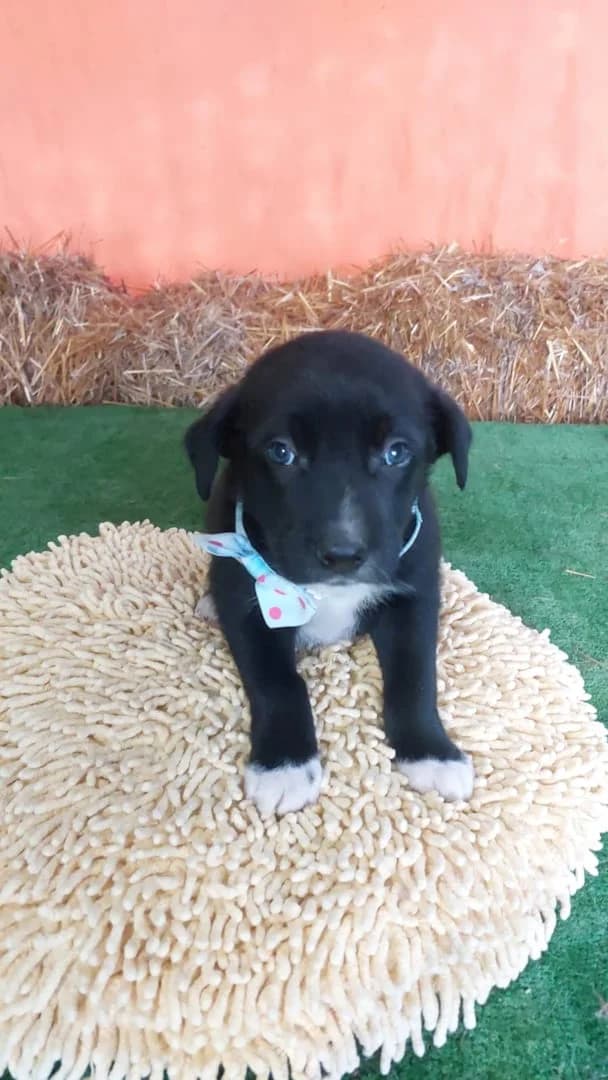 Storm, Negru male puppy Mixed Breed for adoption at ASPA București — Catalog Câini