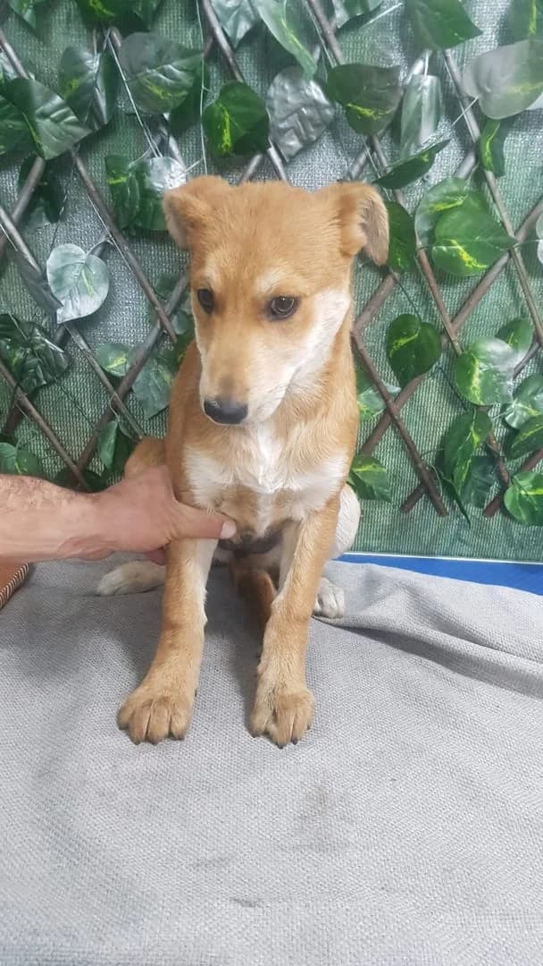 Raven, Roșcat female puppy Mixed Breed for adoption at ASPA București — Catalog Câini