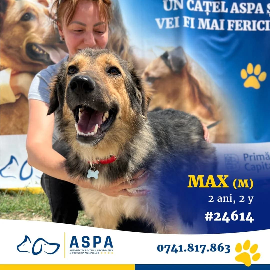 Max, Negru male senior Mixed Breed for adoption at ASPA București — Catalog Câini
