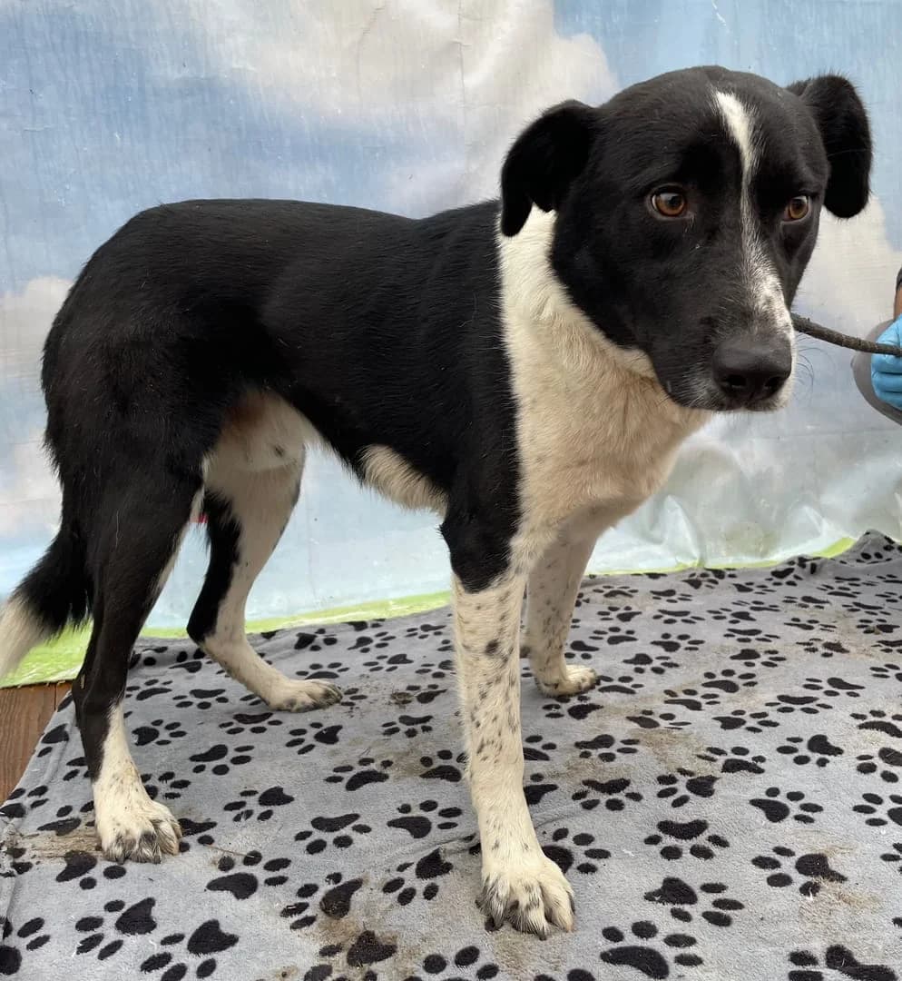 TORR, Negru male 5yo Mixed Breed for adoption at ASPA București — Catalog Câini