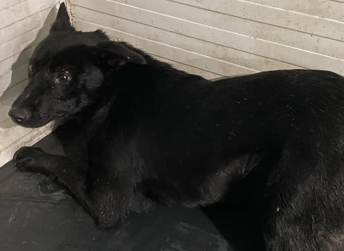 Oscar, Negru male 5yo Mixed Breed for adoption at ASPA București — Catalog Câini