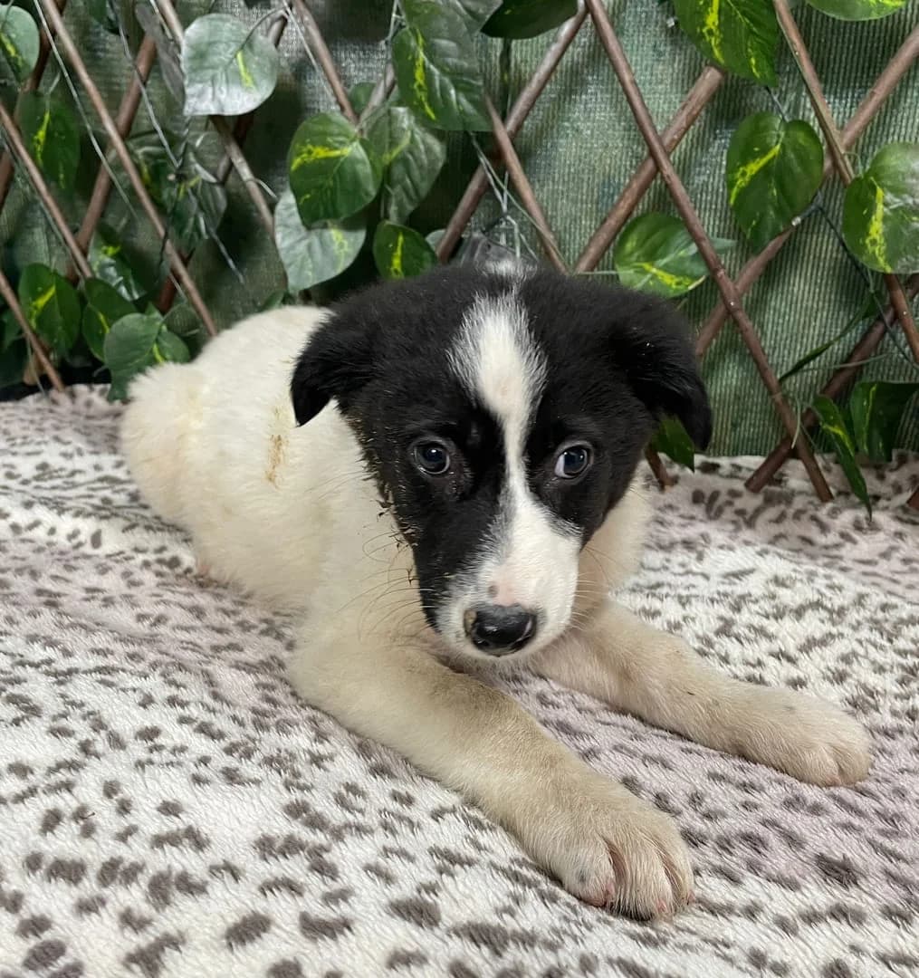 Rex, Alb male puppy Mixed Breed for adoption at ASPA București — Catalog Câini
