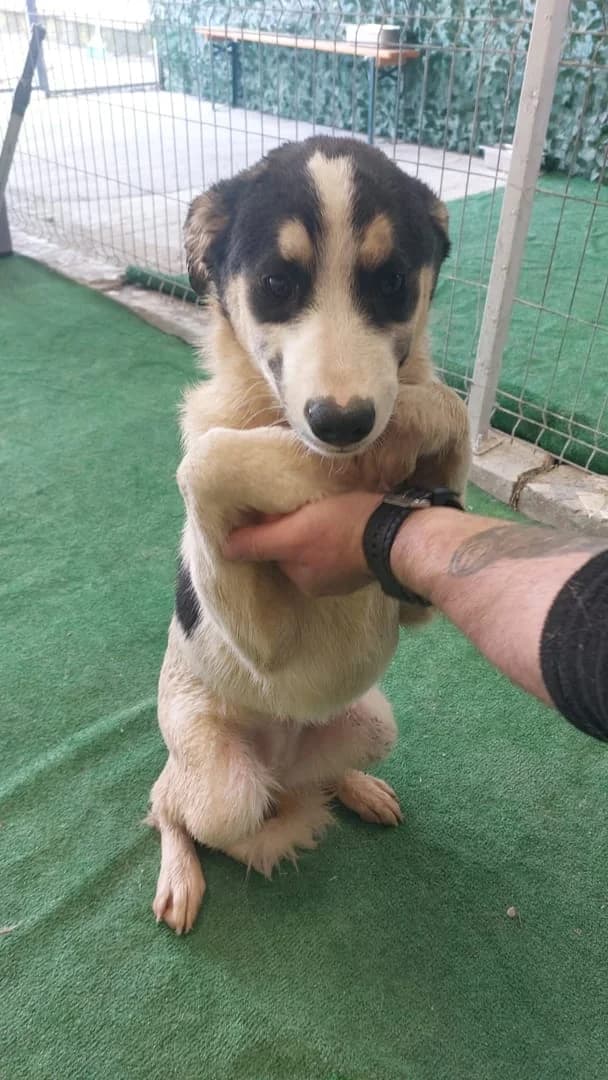 LOVE, Alb female puppy Mixed Breed for adoption at ASPA București — Catalog Câini