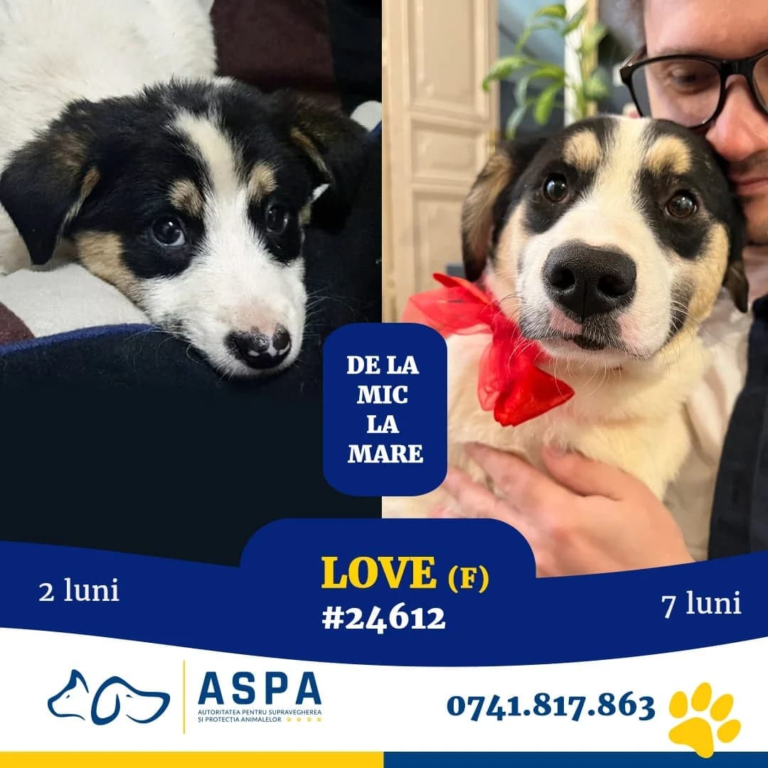 LOVE, Alb female young Mixed Breed for adoption at ASPA București — Catalog Câini