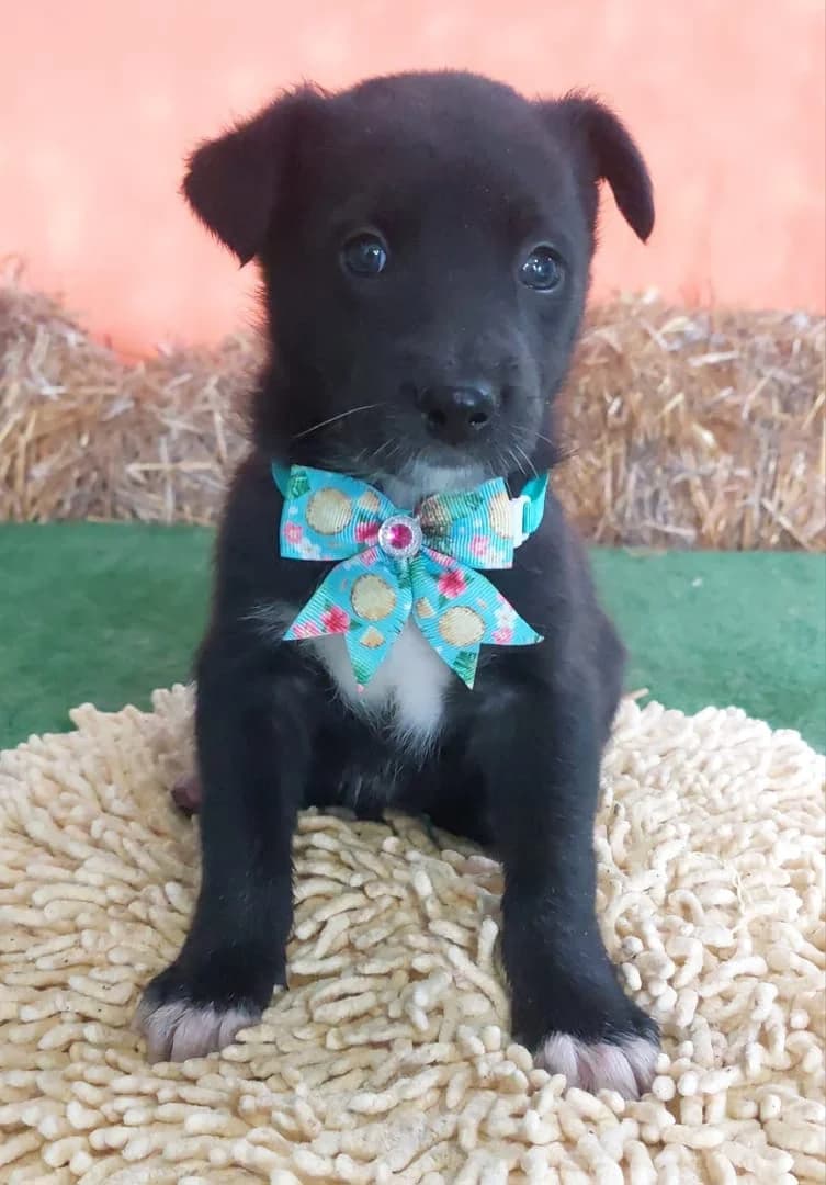 Axel, Negru male puppy Mixed Breed for adoption at ASPA București — Catalog Câini