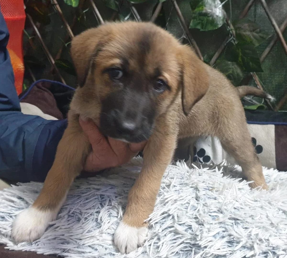 RONA, Maro female puppy Mixed Breed for adoption at ASPA București — Catalog Câini