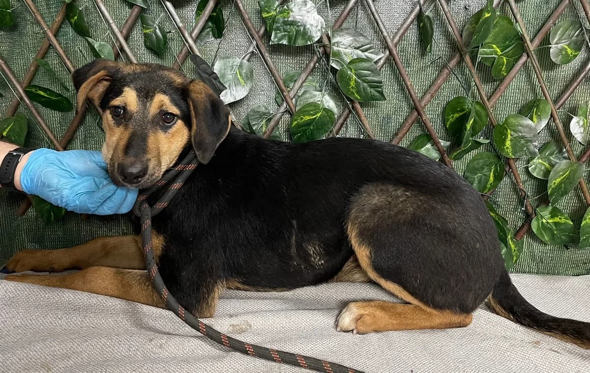 MERRY, Negru female 5yo Mixed Breed for adoption at ASPA București — Catalog Câini