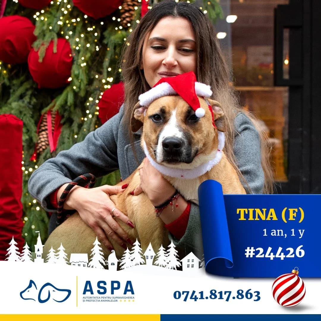 TINA, Bej female Mixed Breed for adoption at ASPA București — Catalog Câini