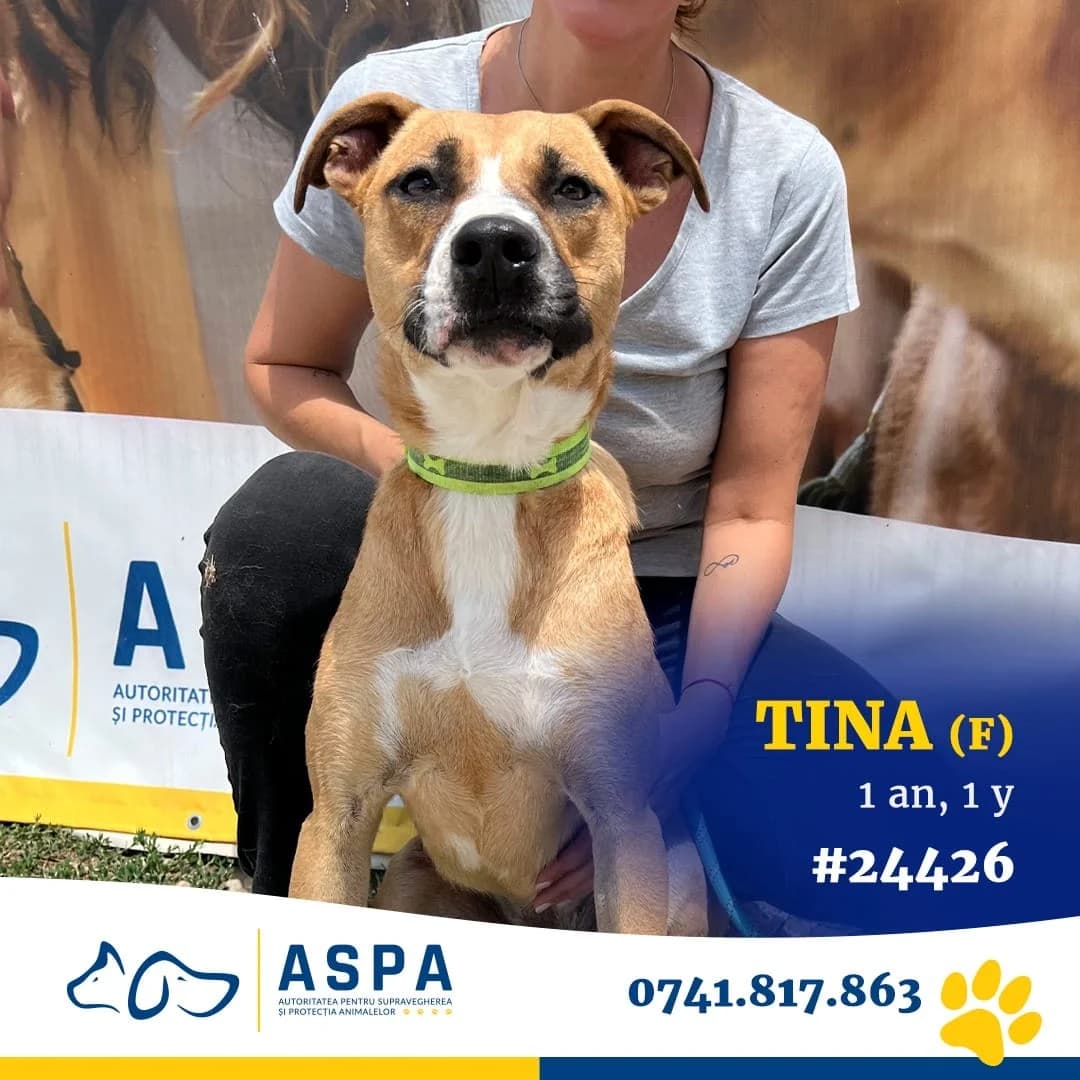 TINA, Bej female 6yo Mixed Breed for adoption at ASPA București — Catalog Câini