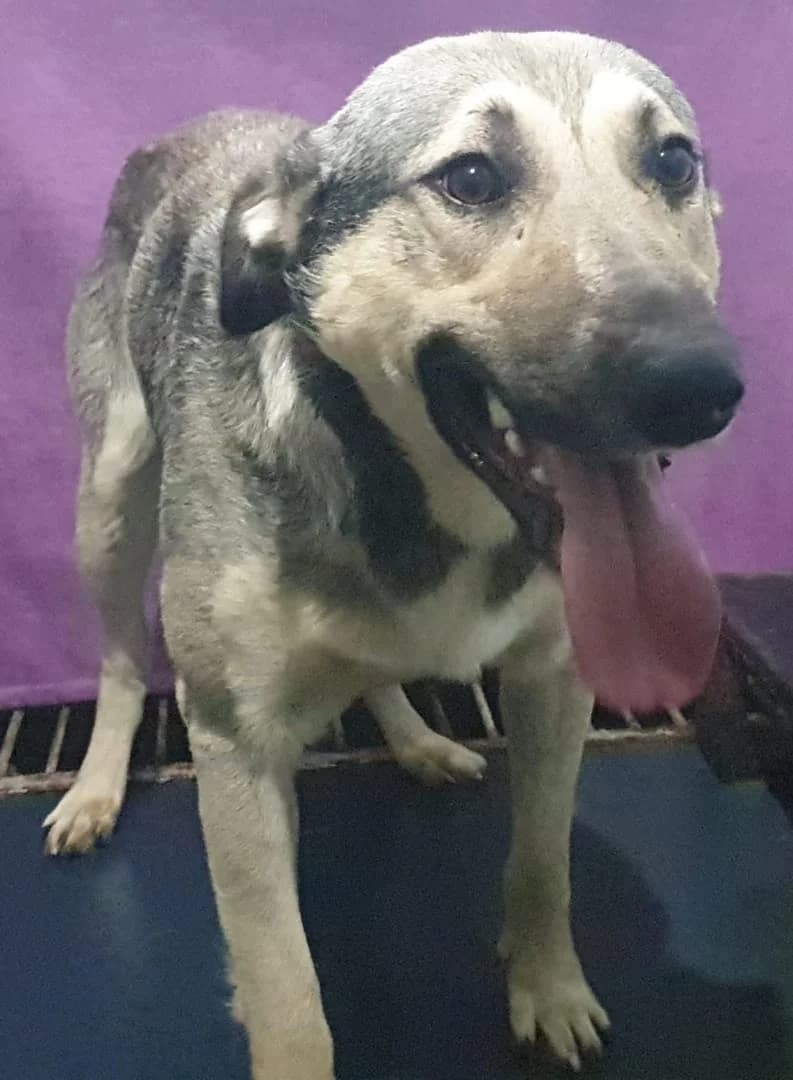 Hunter, Bej male 6yo Mixed Breed for adoption at ASPA București — Catalog Câini