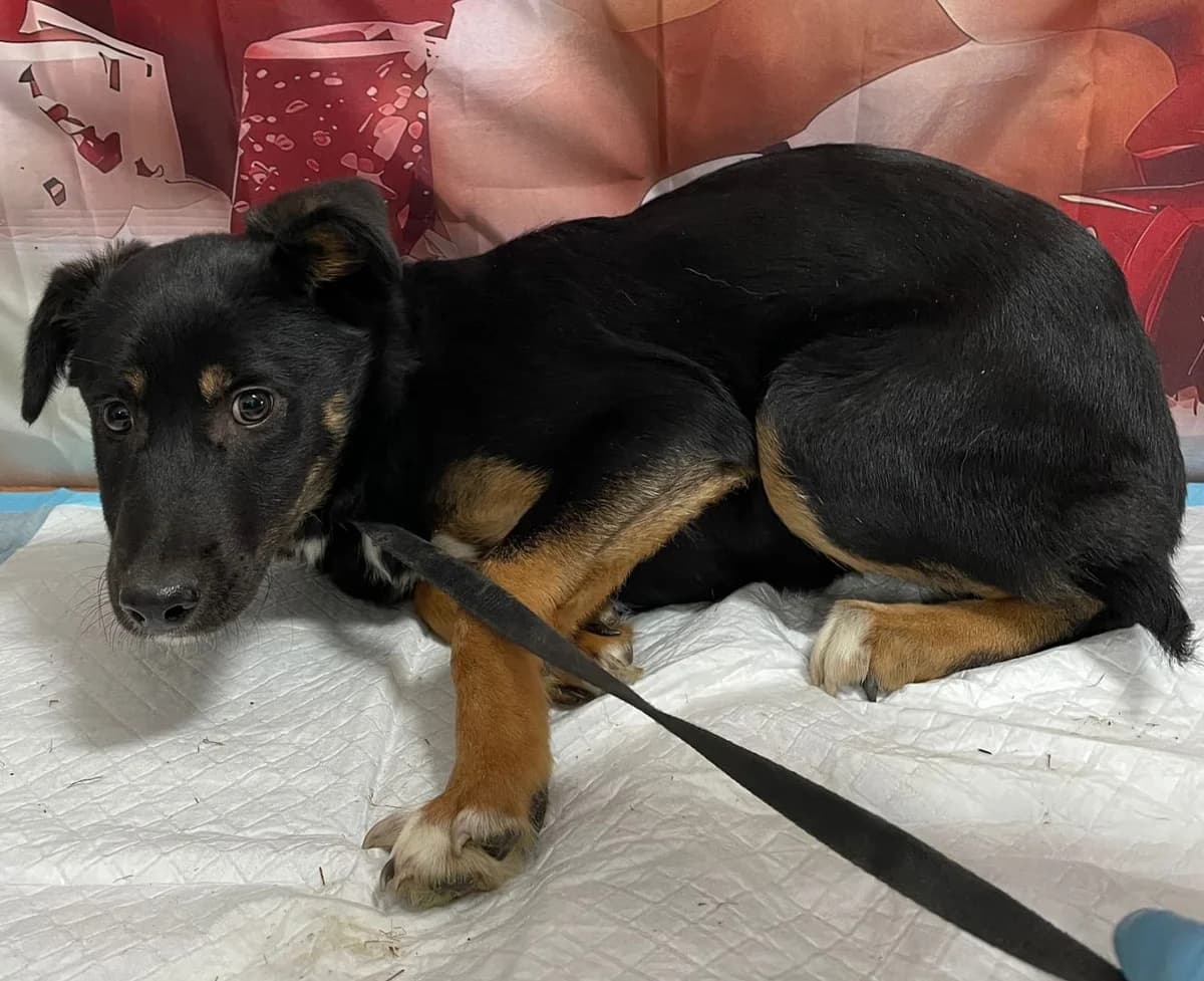 Mara, Negru female puppy Mixed Breed for adoption at ASPA București — Catalog Câini