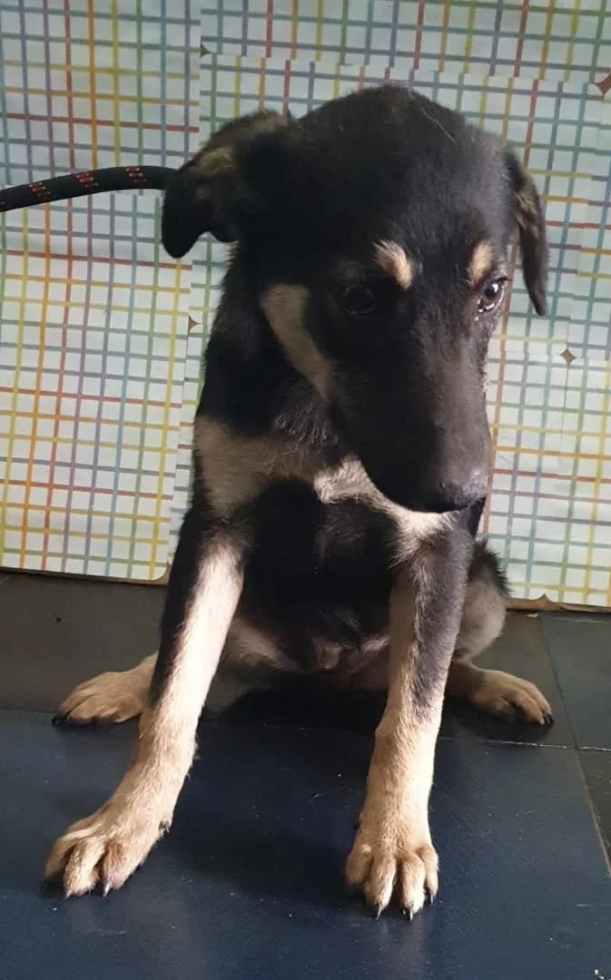 LINDA, Negru female puppy Mixed Breed for adoption at ASPA București — Catalog Câini