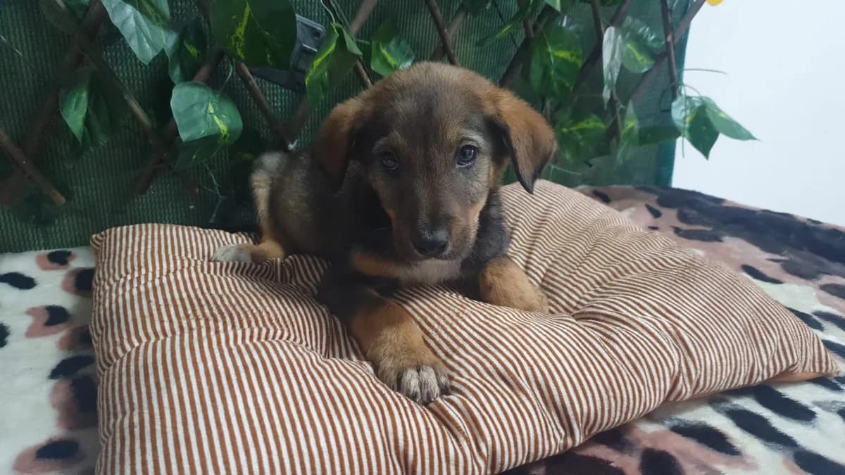 OSCAR, Maro male puppy Mixed Breed for adoption at ASPA București — Catalog Câini