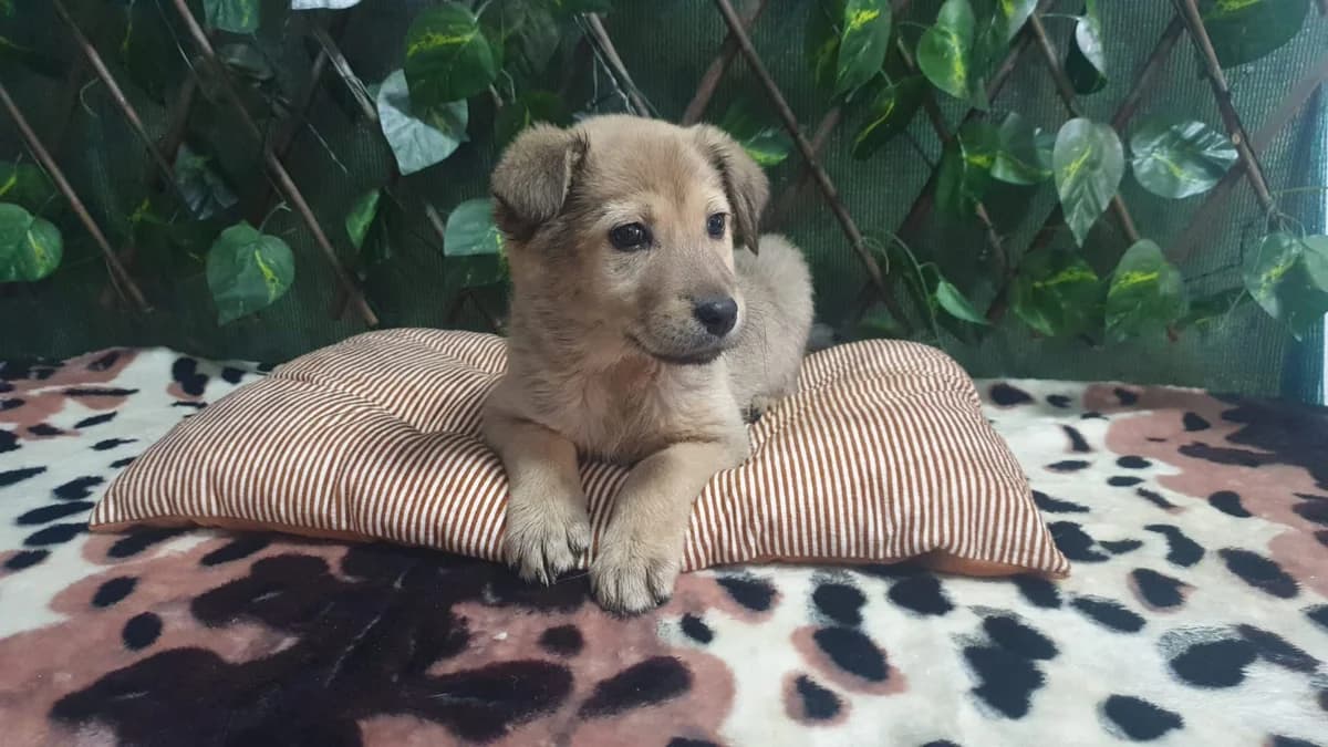 ROSIE, Gri female puppy Mixed Breed for adoption at ASPA București — Catalog Câini