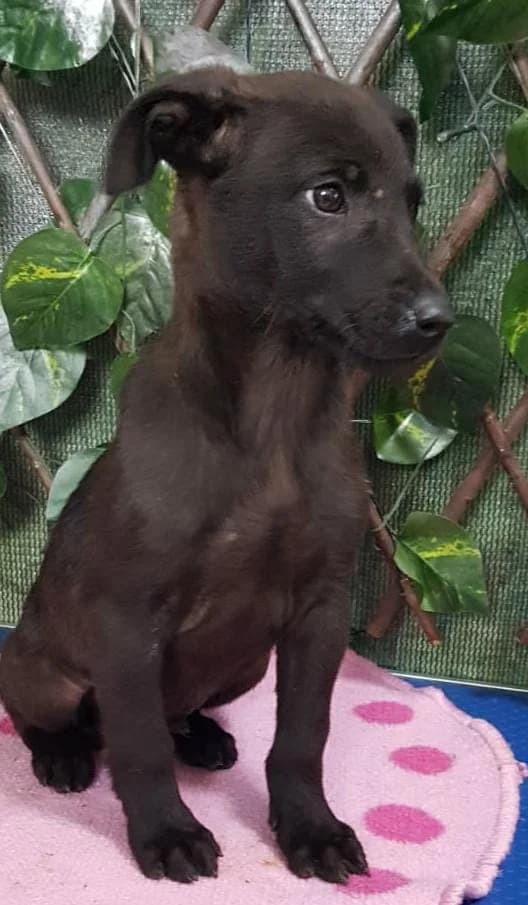Milo, Negru male puppy Mixed Breed for adoption at ASPA București — Catalog Câini