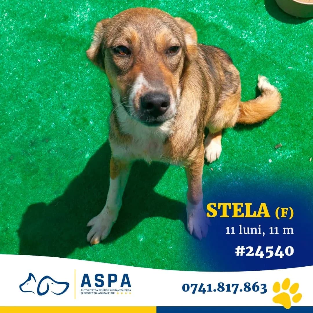 Stela, Maro female young Mixed Breed for adoption at ASPA București — Catalog Câini