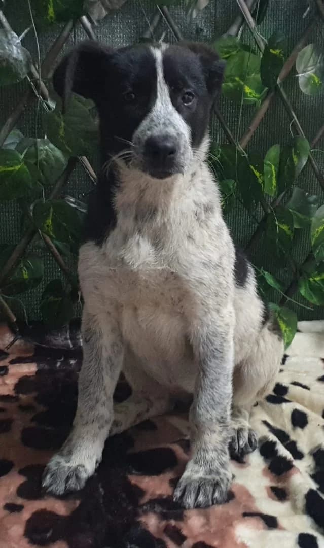AKIRA, Negru female puppy Mixed Breed for adoption at ASPA București — Catalog Câini