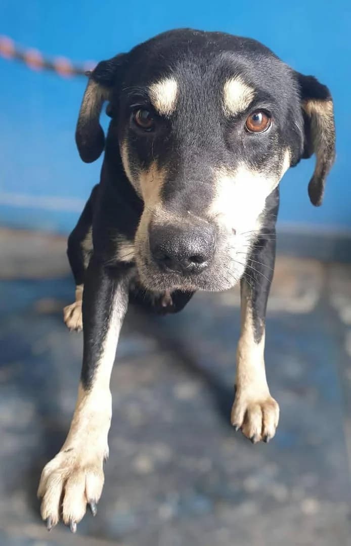 BAXTER, Negru male 6yo Mixed Breed for adoption at ASPA București — Catalog Câini