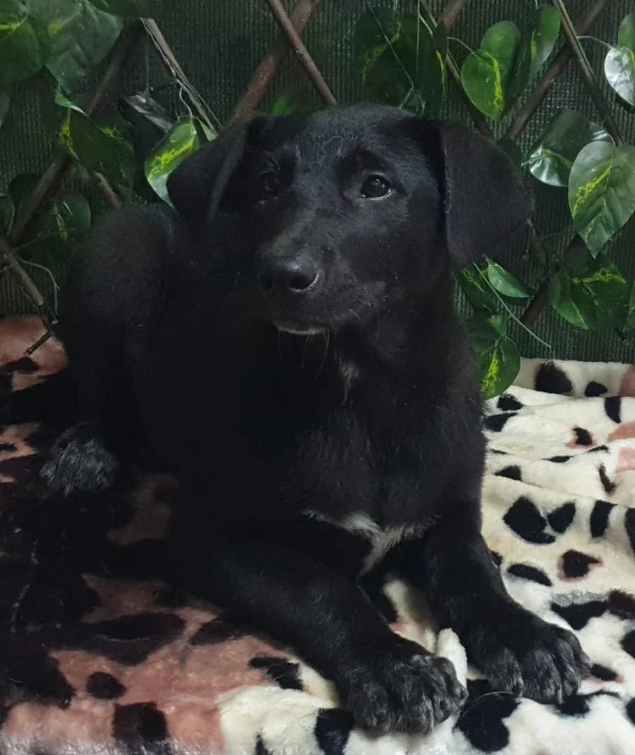 LEO, Negru male puppy Mixed Breed for adoption at ASPA București — Catalog Câini
