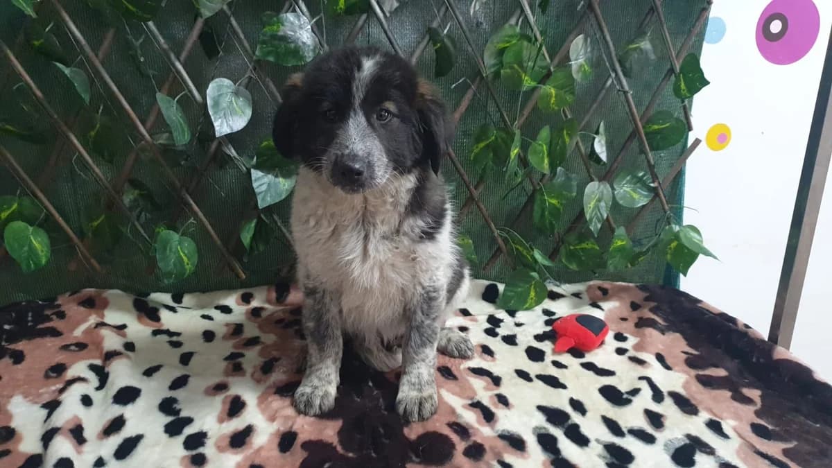 VICTORIA, Alb female Mixed Breed for adoption at ASPA București — Catalog Câini