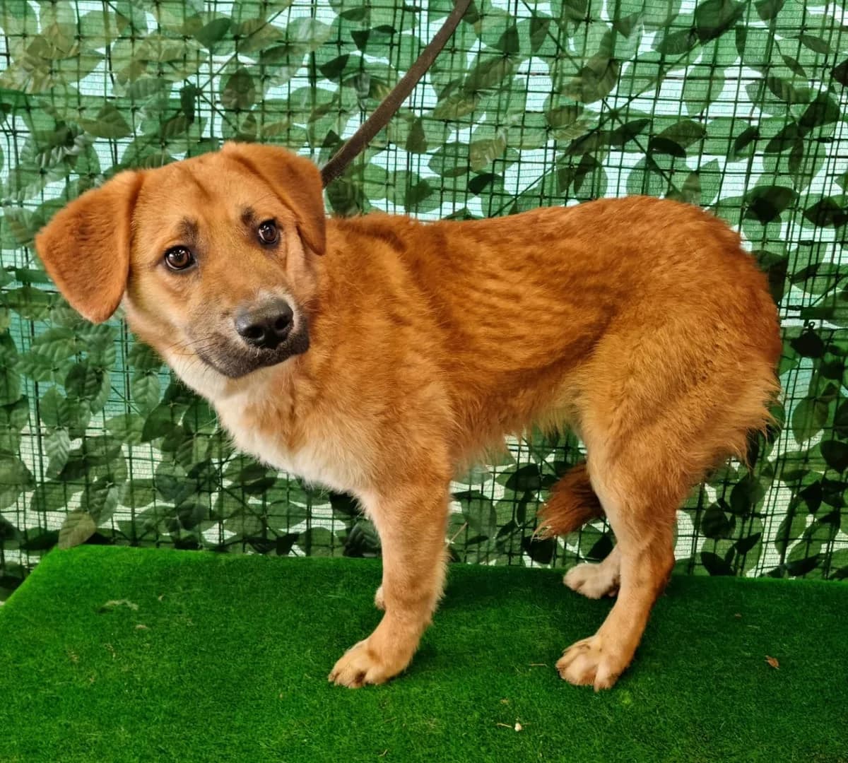 MAX, Roșcat male 3yo Mixed Breed for adoption at ASPA București — Catalog Câini