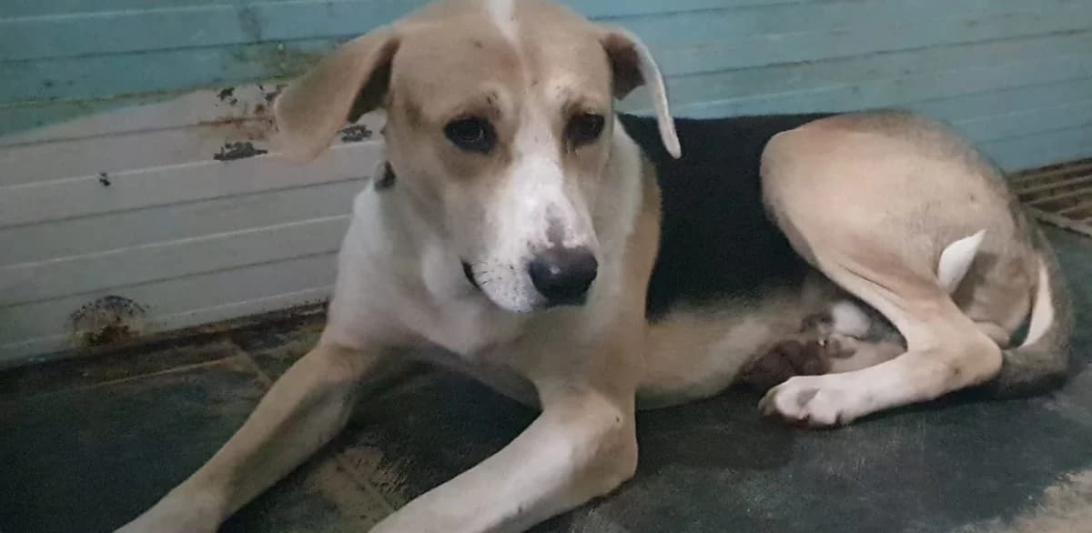 CHARLIE, Alb male Mixed Breed for adoption at ASPA București — Catalog Câini