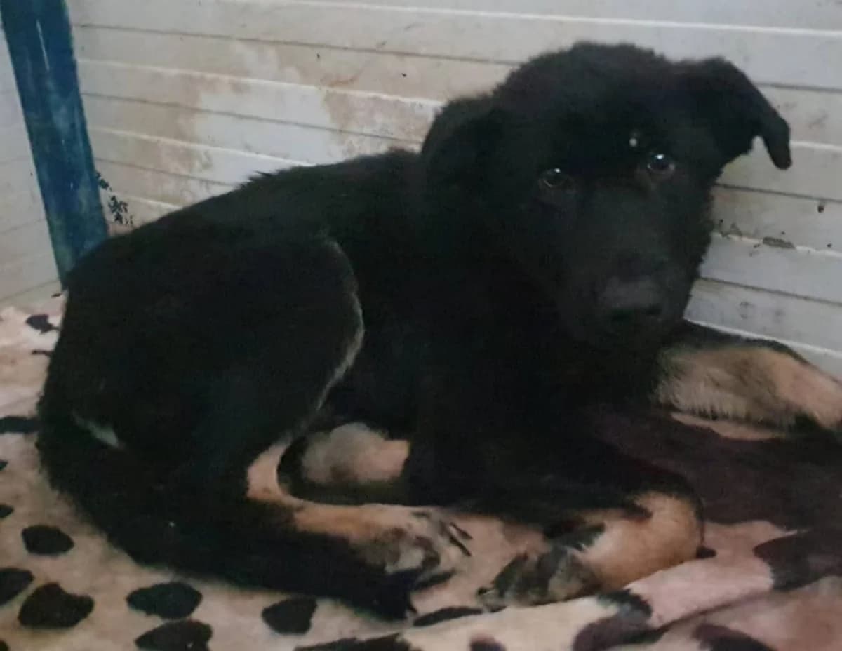 REX, Negru male puppy Mixed Breed for adoption at ASPA București — Catalog Câini