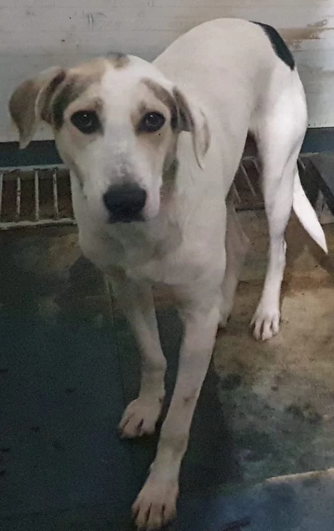 APOLLO, Alb male Mixed Breed for adoption at ASPA București — Catalog Câini