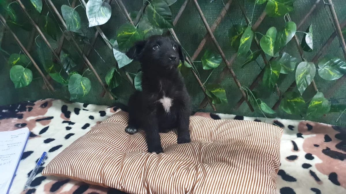 LUNA, Negru female puppy Mixed Breed for adoption at ASPA București — Catalog Câini