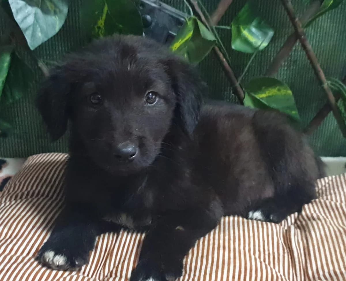 TAZ, Negru male puppy Mixed Breed for adoption at ASPA București — Catalog Câini
