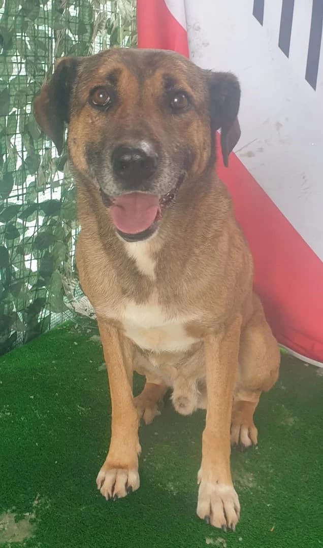 Gunner, Maro male 3yo Mixed Breed for adoption at ASPA București — Catalog Câini