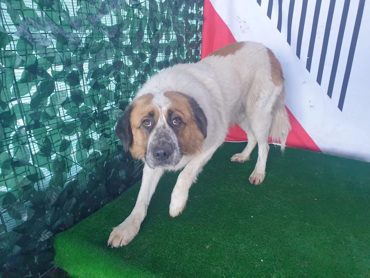 Rex, Alb male 3yo Mixed Breed for adoption at ASPA București — Catalog Câini