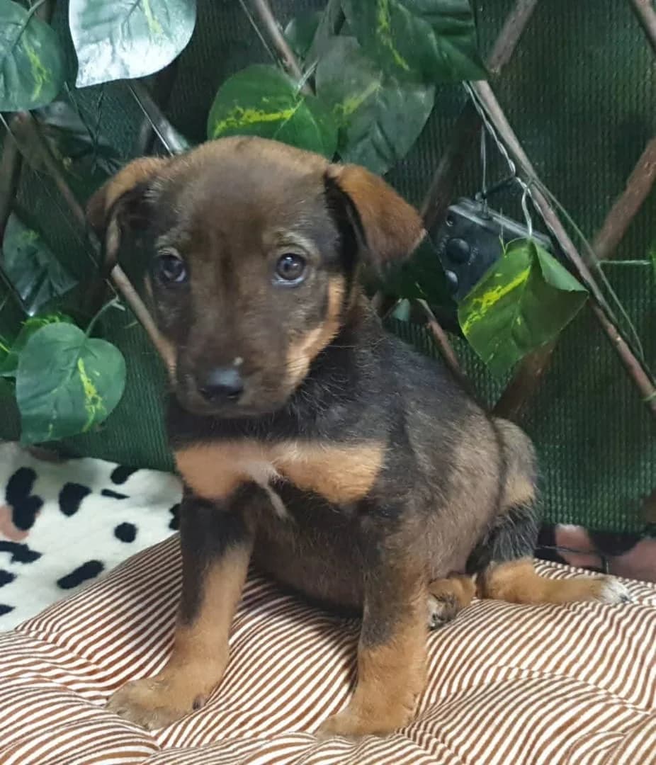 STELLA, Maro female Mixed Breed for adoption at ASPA București — Catalog Câini