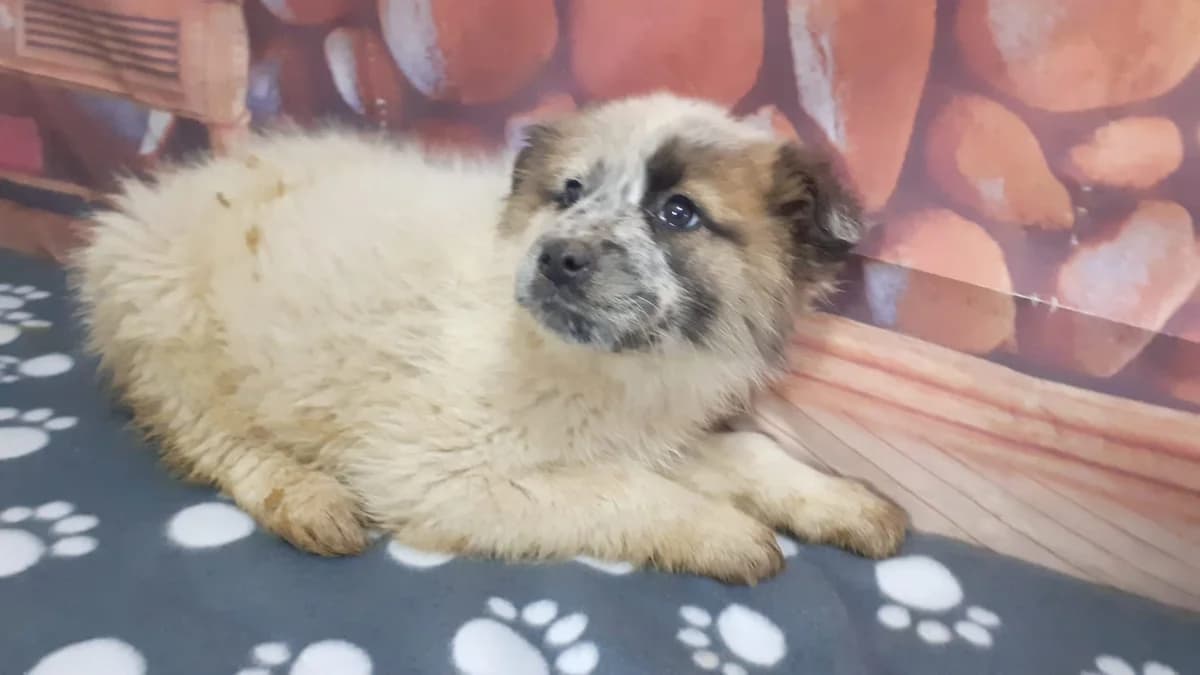 Nora, Alb female puppy Mixed Breed for adoption at ASPA București — Catalog Câini