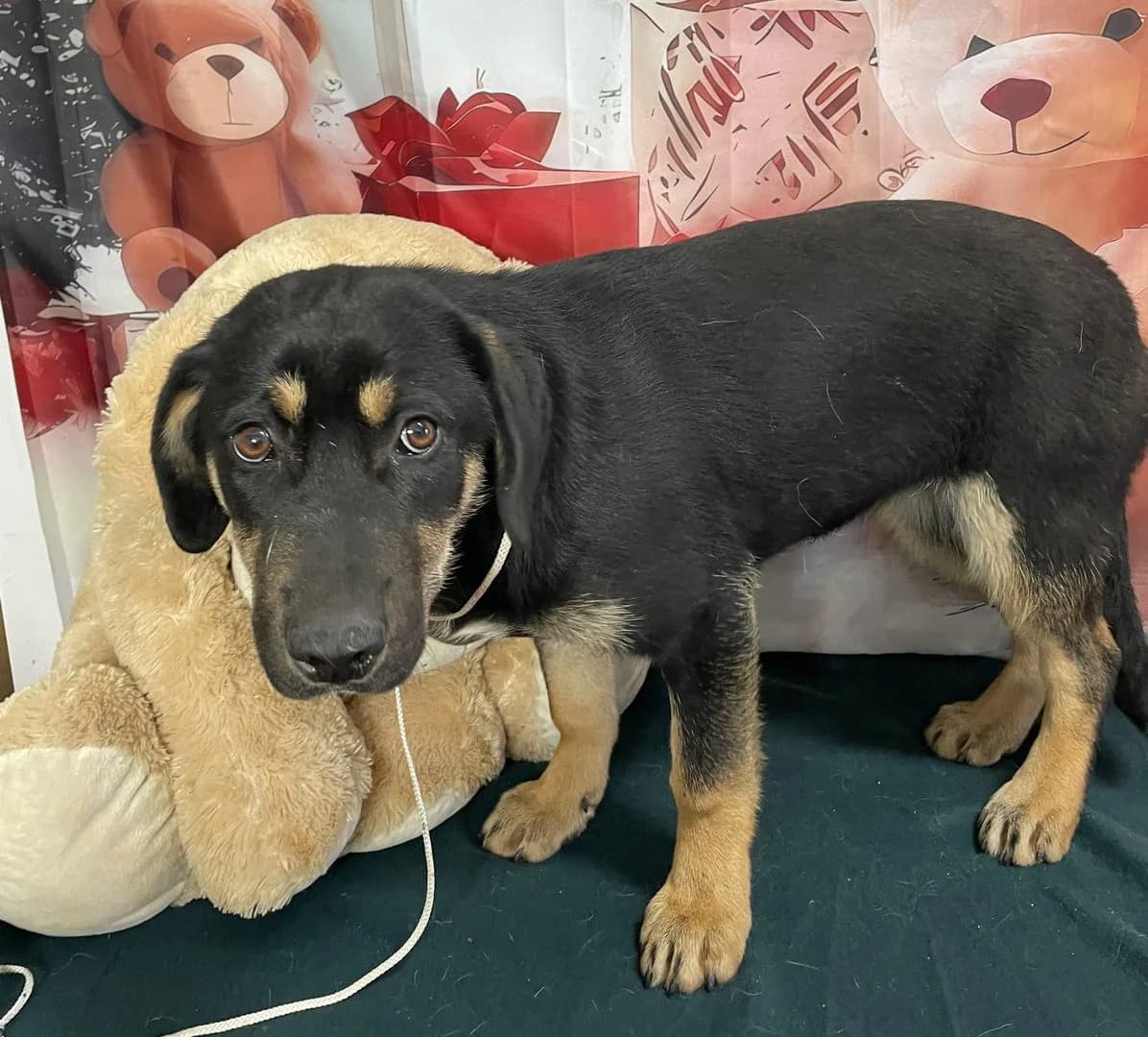 Bianca, Negru female puppy Mixed Breed for adoption at ASPA București — Catalog Câini