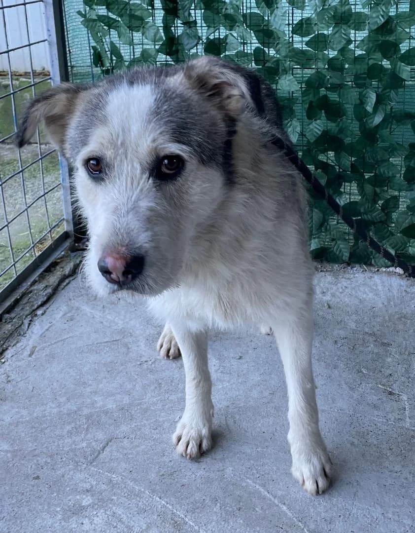 Gunner, Gri male 4yo Mixed Breed for adoption at ASPA București — Catalog Câini