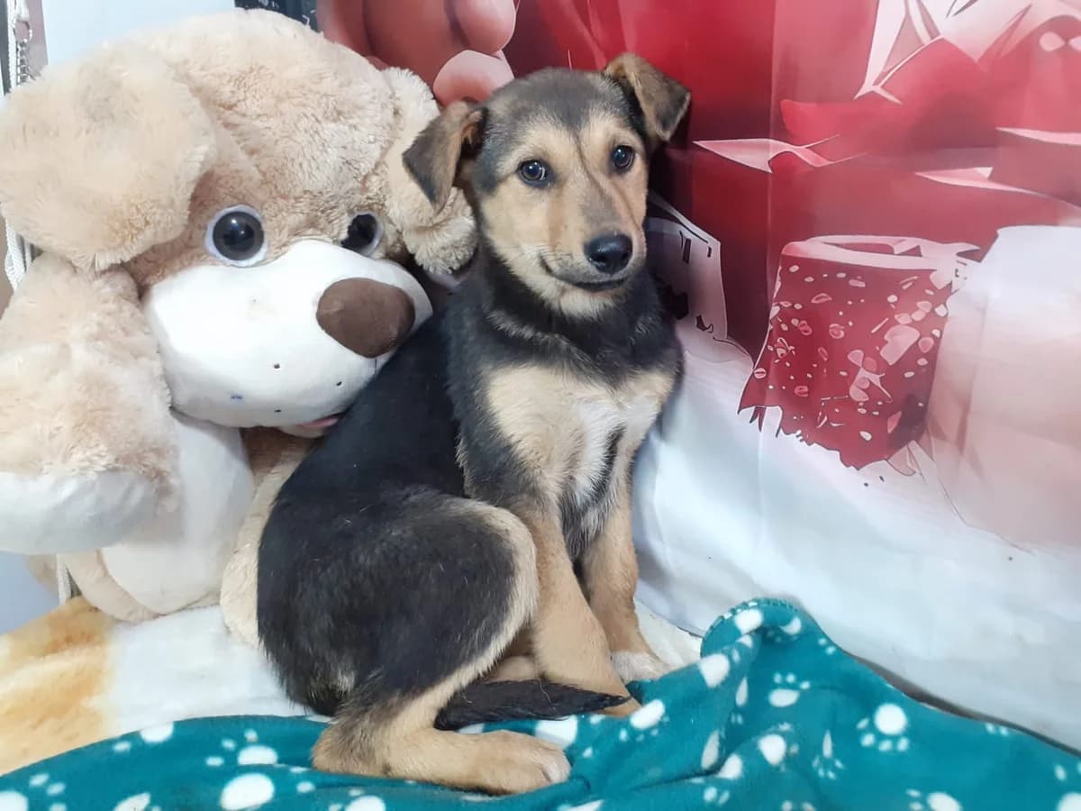 Honey, Negru female puppy Mixed Breed for adoption at ASPA București — Catalog Câini