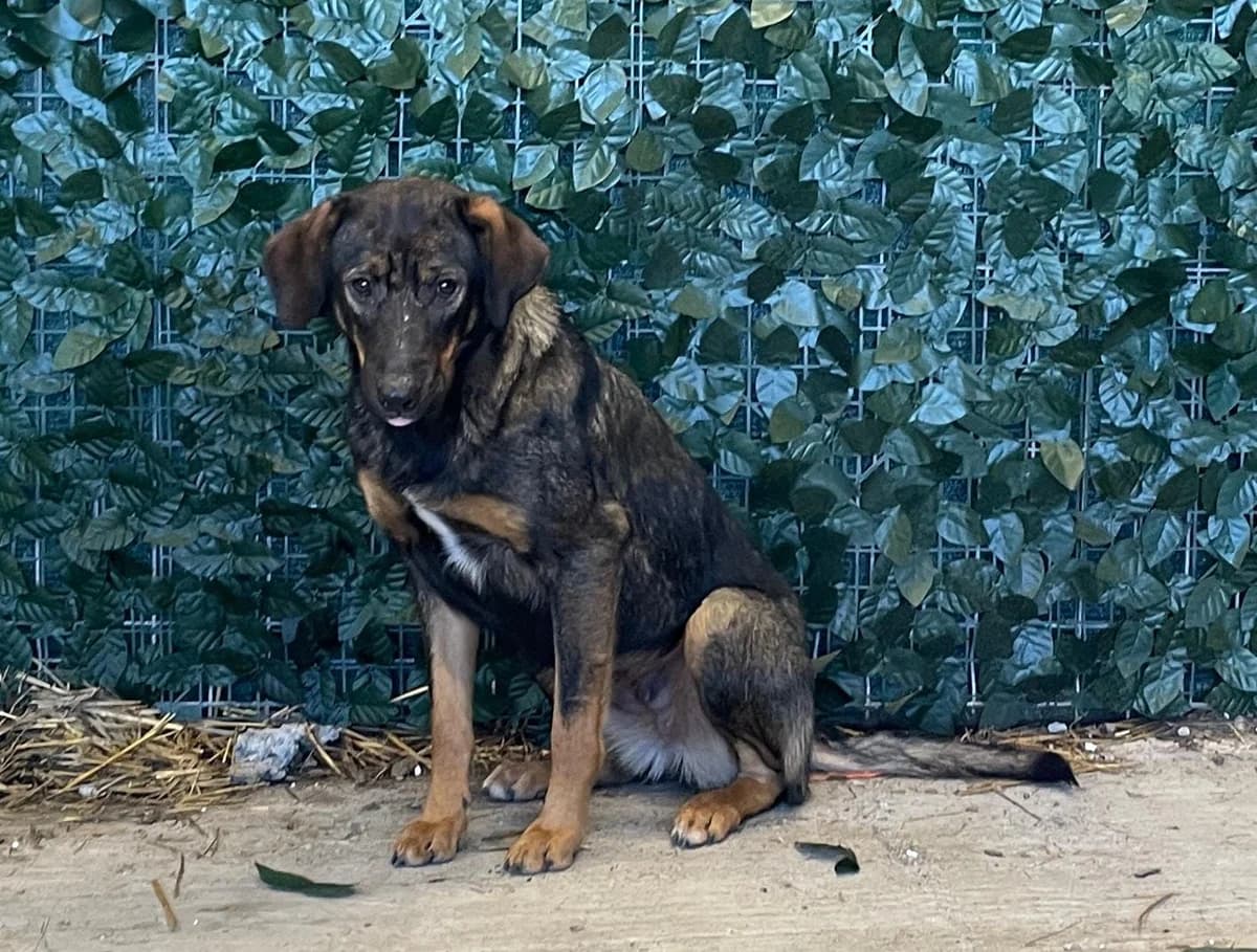 Rosie, Negru female 4yo Mixed Breed for adoption at ASPA București — Catalog Câini