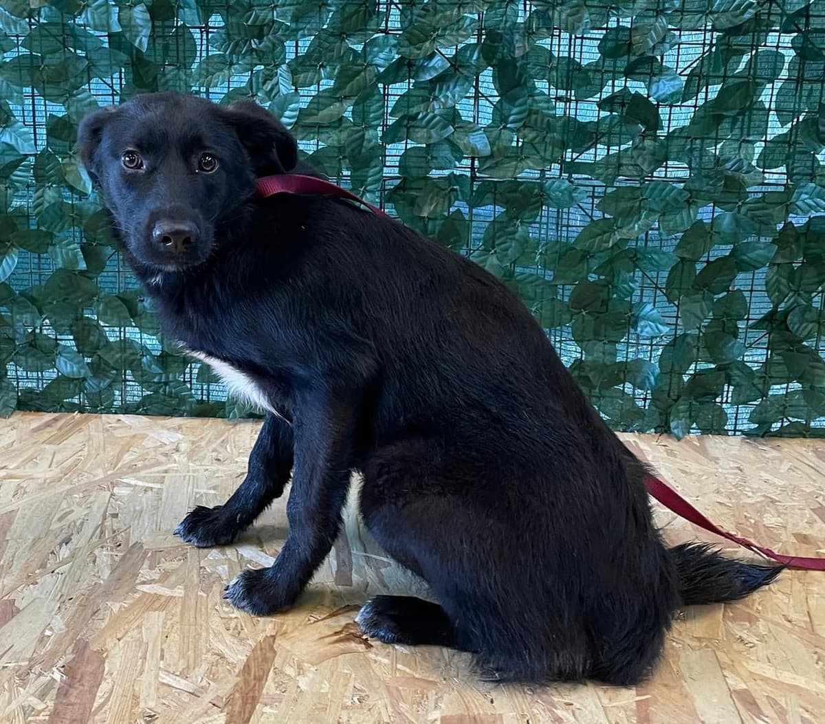 Ebony, Negru female 4yo Mixed Breed for adoption at ASPA București — Catalog Câini