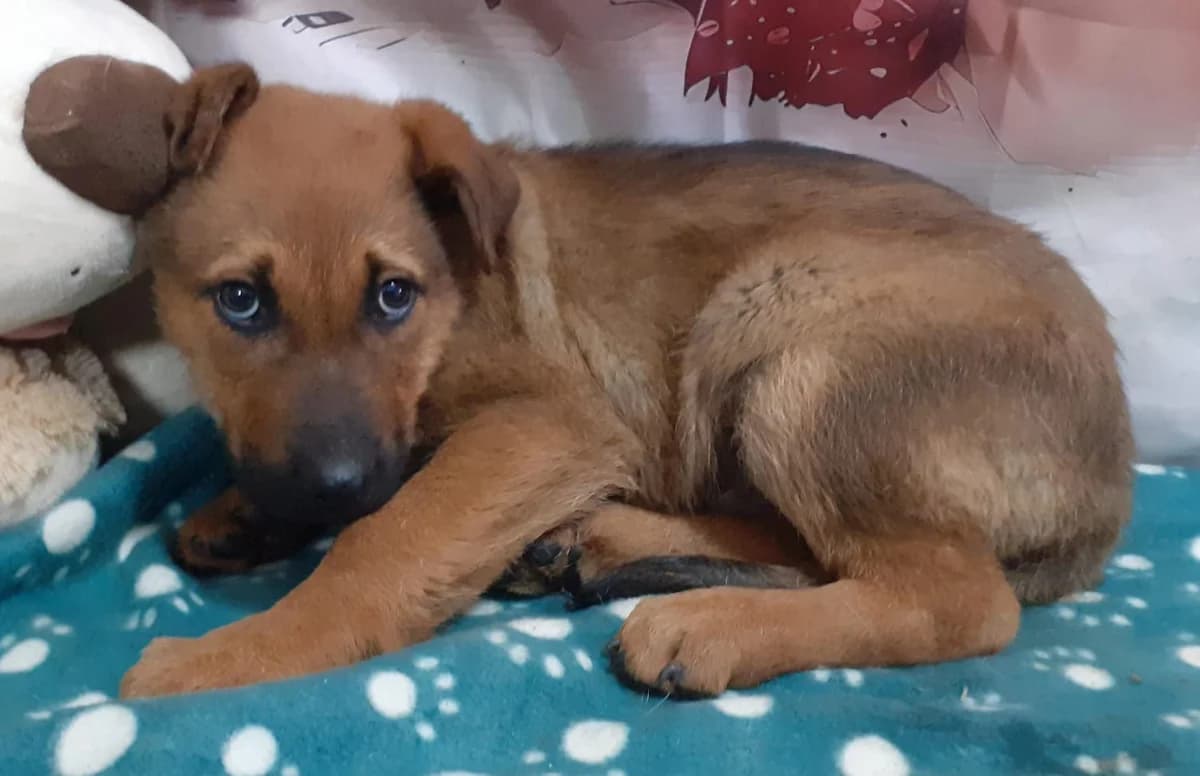 Atlas, Roșcat male puppy Mixed Breed for adoption at ASPA București — Catalog Câini