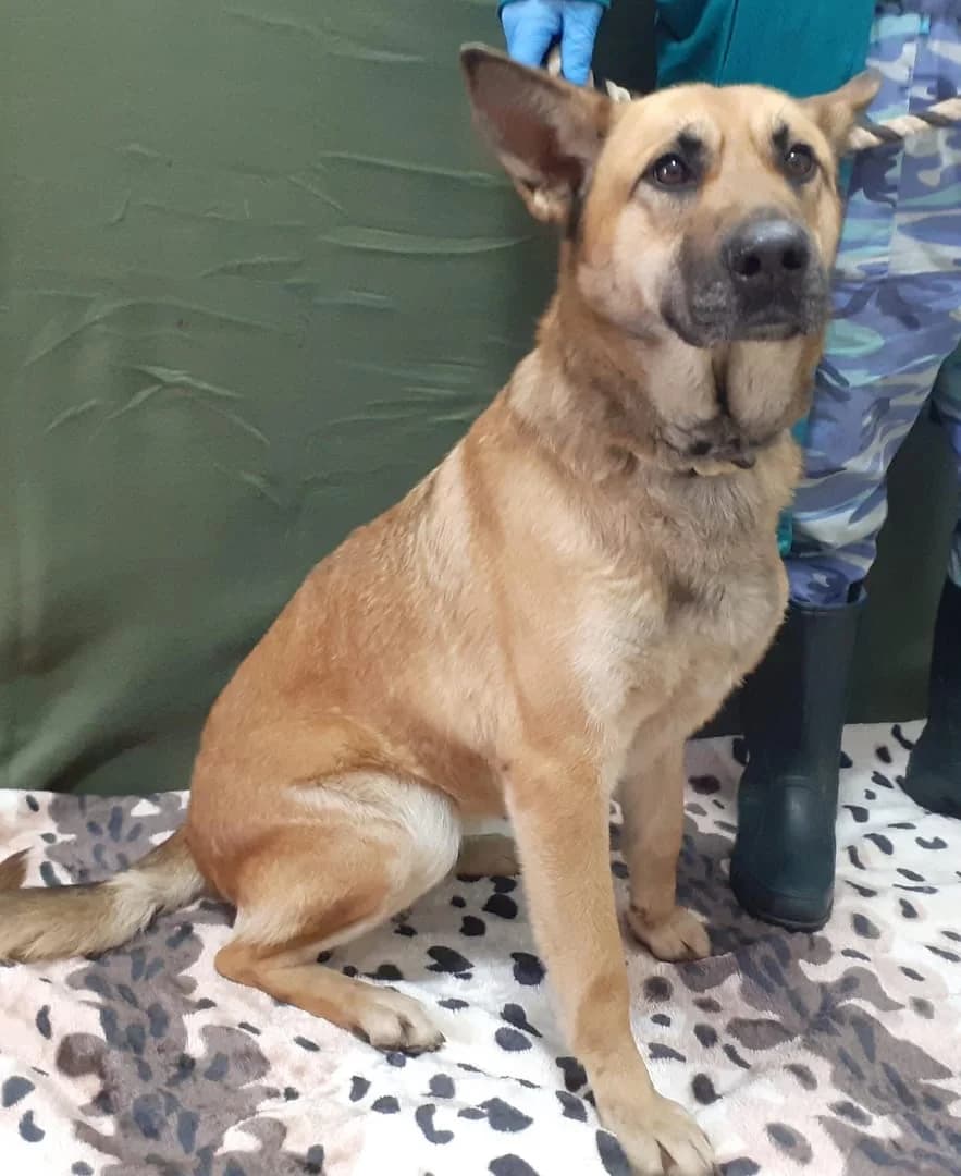 Sasha, Maro female 3yo Mixed Breed for adoption at ASPA București — Catalog Câini