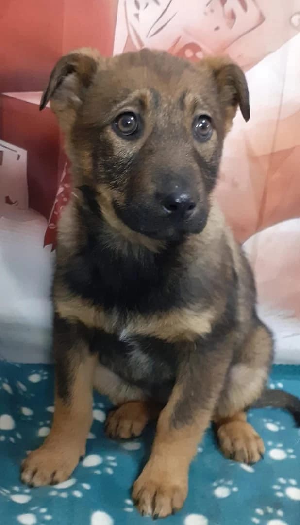 Aria, Maro female puppy Mixed Breed for adoption at ASPA București — Catalog Câini