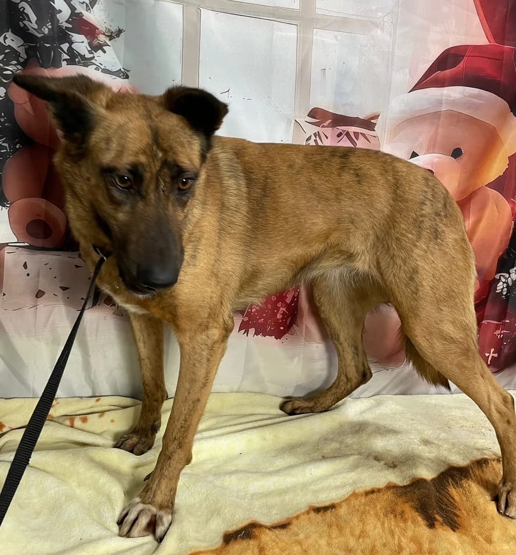 Roxy, Maro female 4yo Mixed Breed for adoption at ASPA București — Catalog Câini