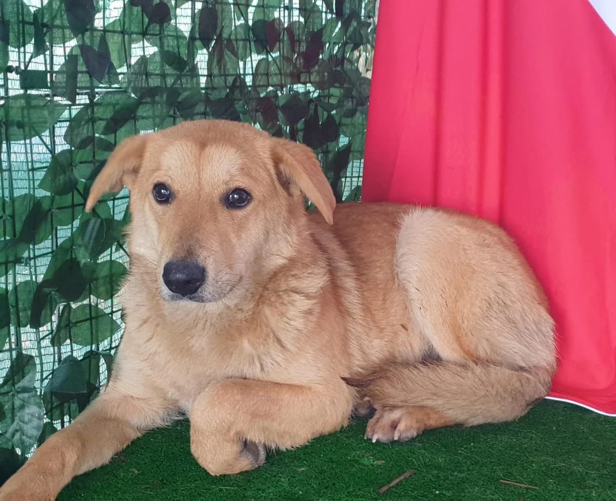 RINO, Maro male 3yo Mixed Breed for adoption at ASPA București — Catalog Câini