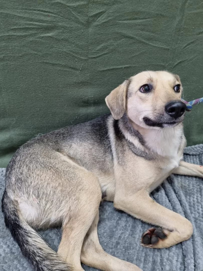 Xara, Negru female 3yo Mixed Breed for adoption at ASPA București — Catalog Câini