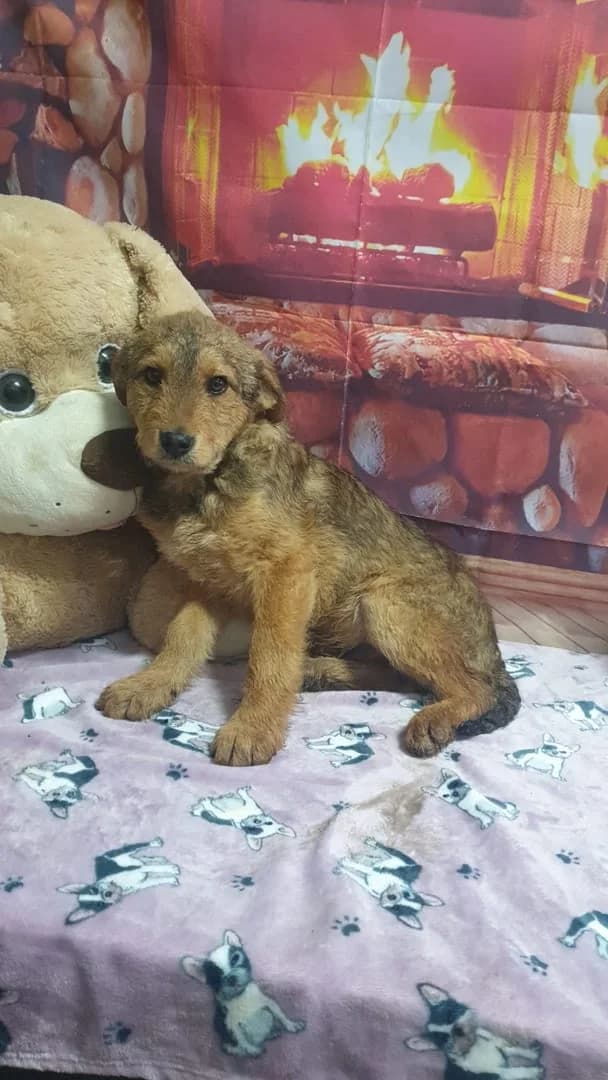 Raven, Maro male puppy Mixed Breed for adoption at ASPA București — Catalog Câini