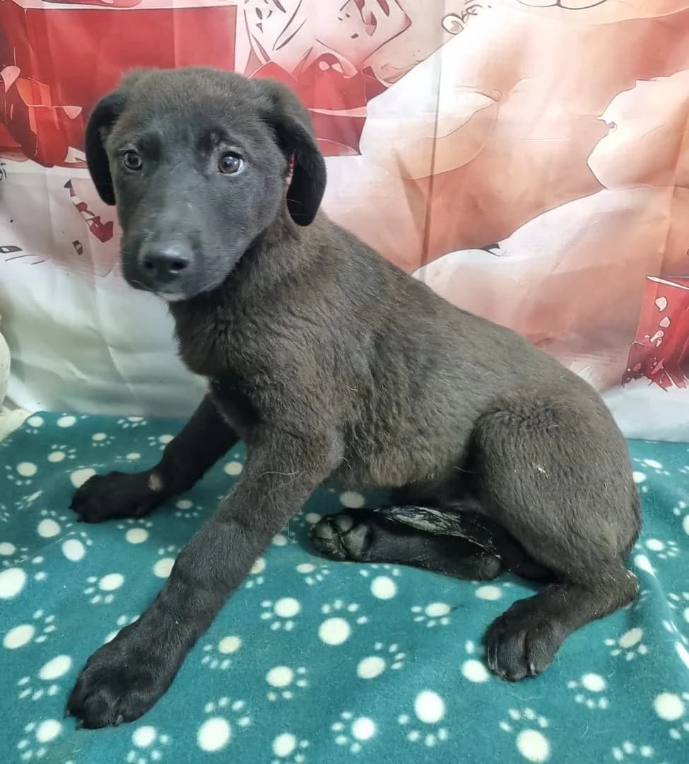 Panther, Negru male puppy Mixed Breed for adoption at ASPA București — Catalog Câini