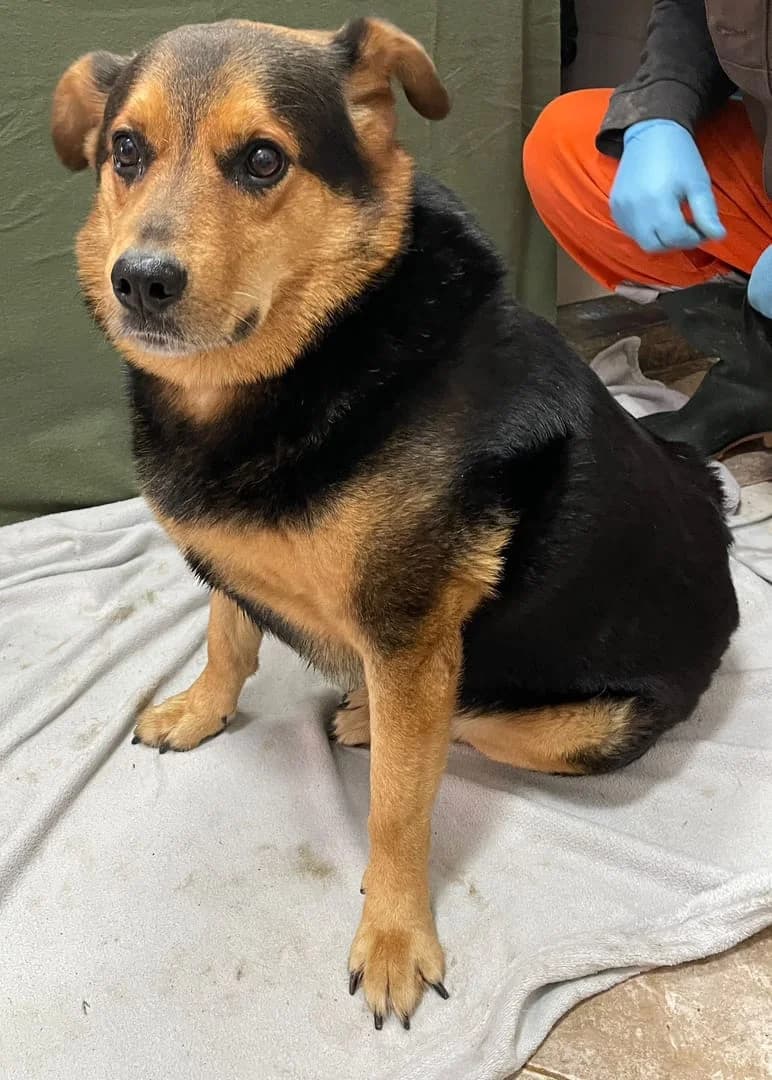 Atlas, Negru male 3yo Mixed Breed for adoption at ASPA București — Catalog Câini