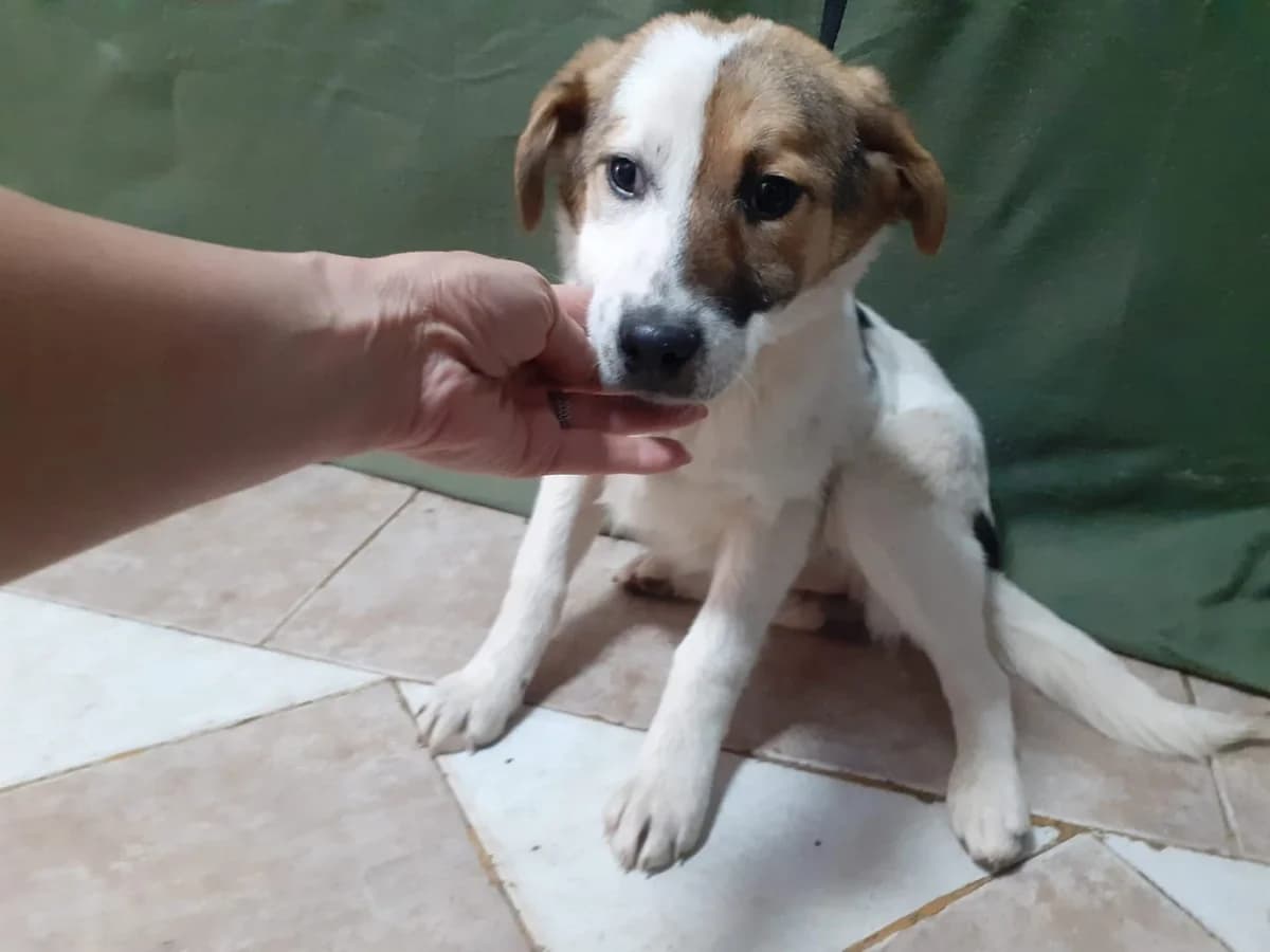 Sissi, Alb female puppy Mixed Breed for adoption at ASPA București — Catalog Câini