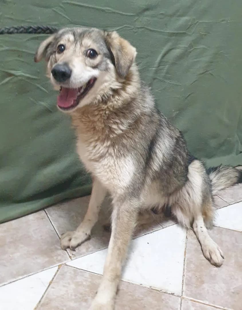 Stella, Gri female 3yo Mixed Breed for adoption at ASPA București — Catalog Câini